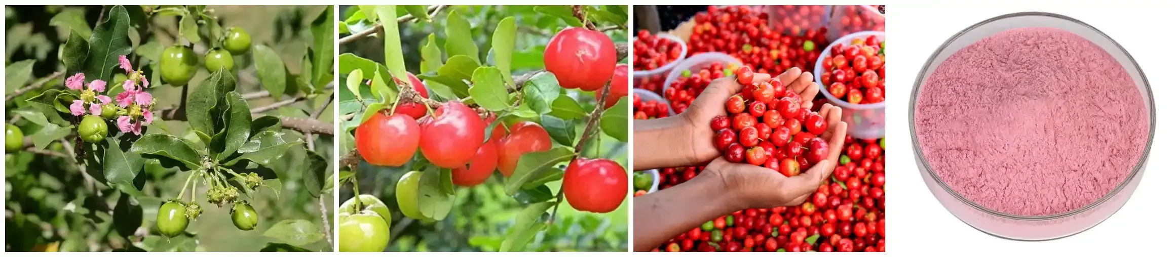 Acerola Cherry .webp